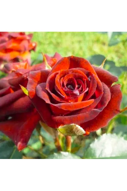 Квітка троянди Браун Шугар у розкритому стані